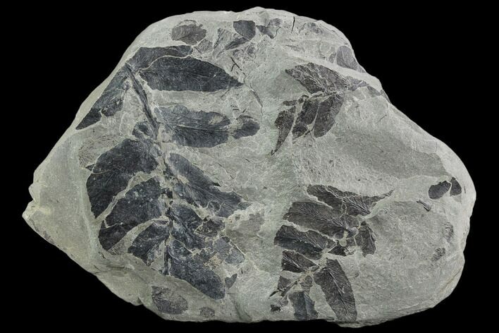 Pennsylvanian Fossil Fern (Neuropteris) Plate - Kentucky #126248
